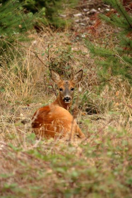 Nightjar Lodge - Adults Only Lackford エクステリア 写真